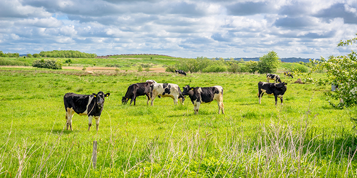 cows on a field